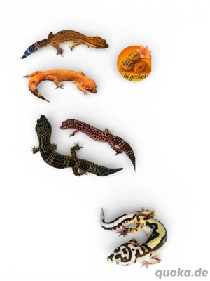 Leopardgeckos 2026
