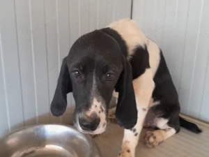 Celeste sucht ihr Zuhause