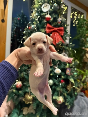 Mini Toy Terrier Bild 7