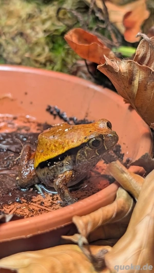 Frosch Dyscophus guineti Tomatenfrosch 