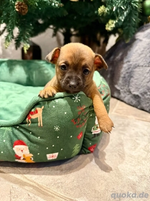 Mini Toy Terrier Bild 6