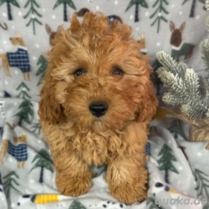 Cavapoo-Welpen zum Verkauf 