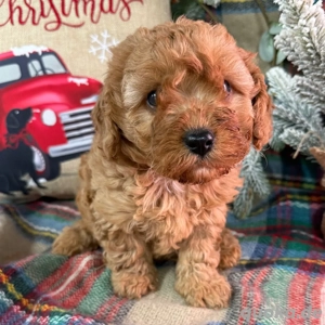 Cavapoo-Welpen, bereit zur Adoption 