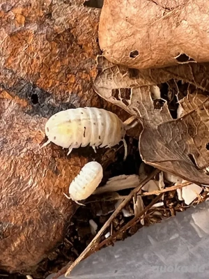 Armadillidium vulgare Magic Potion - Asseln   Isopoden