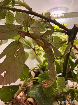 Australische Gespenstschrecken   Extatosoma tiaratum "Lichen"