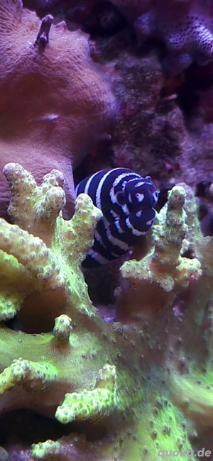 Zebramuräne Meerwasser Meerwasserfisch