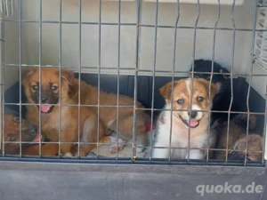 Orson sucht sein Zuhause (noch auf Sardinien)