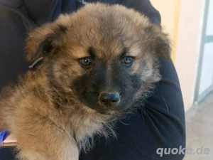 Olivia sucht ihr Zuhause (noch auf Sardinien)