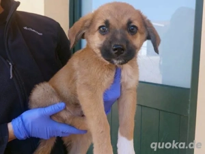 Ondra sucht ihr Zuhause (noch auf Sardinien)