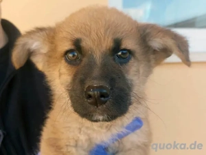 Oriana sucht ihr Zuhause (noch auf Sardinien)