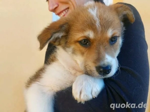 Oro sucht sein Zuhause (noch auf Sardinien)