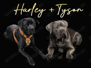 Wurfankündigung Cane Corso reinrassig Welpen