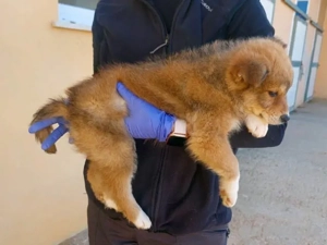 Orsetta sucht ihr Zuhause (noch auf Sardinien)