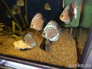 Schöne Diskusfische ca 10 cm je nur 39,95