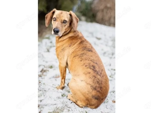 Dabi sucht ihr Zuhause