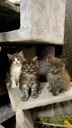 Wunderschöne Maincoon Kitten