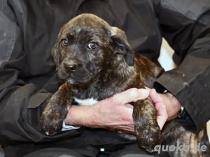 Mimma sucht ihr Zuhause (noch auf Sardinien)