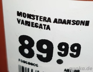 Monstera Adansone Variegata.Jungpflanze.Ca 15cm