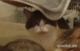 Hauskatzen abzugeben 