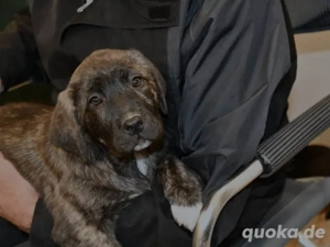 Milka sucht ihr Zuhause (noch auf Sardinien)