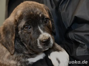 Mirna sucht ihr Zuhause (noch auf Sardinien)