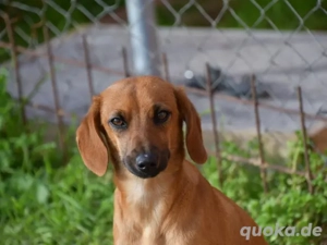 Gypsi sucht ihr Zuhause (noch auf Sardinien)