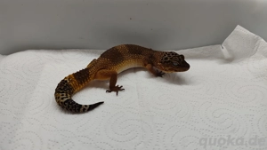 Black Night Mandarin het Tremper - Weibchen - Leopardgecko - Eublepharis macularius