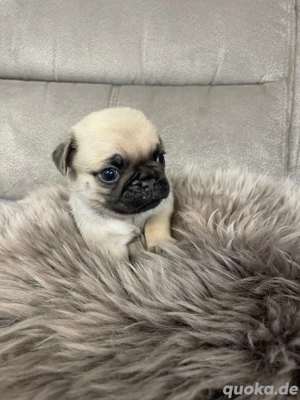 Kleine Herzensbrecher: Gesunde Mopswelpen, verspielt und verschmust