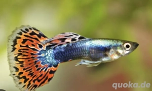 ca.30  Guppys und Minigarnelen abzugeben 