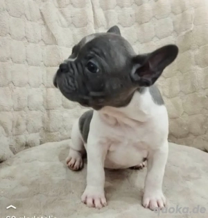 Französischer Bulldogge