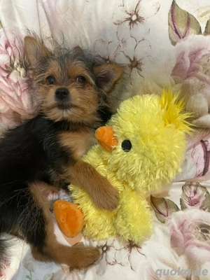 sisi yorkshereterrier