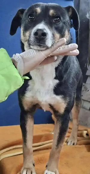  Franjo   treuherziger Schmuser mit feinem Wesen  Bild 2