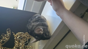 2 Chinchillas zu verkaufen 