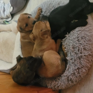 Zuckersüße Mischlingswelpen