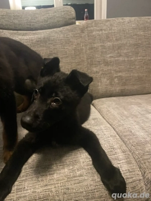 Deutscher Schäferhund Welpe