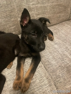 Deutsche Schäferhund Welpen 