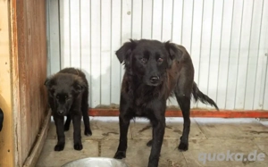 Zarte Freya sucht sicheres Zuhause