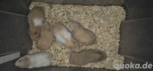 Teddyhamster Goldhamster  Babys
