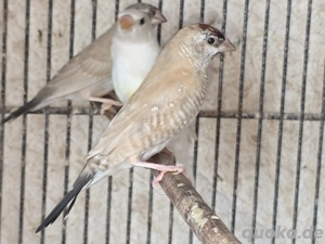 Zeresamadinen Paar isabelfarben 