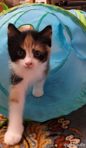 Katze Babykatze Kleinkatze 