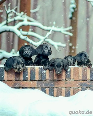 F1 Labradoodle Welpen, Labrador x Königspudel, Doodle 