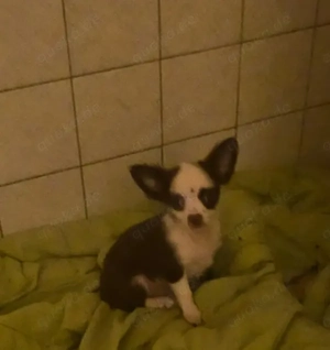 Chihuahua Welpen (Rüde) bereit zur Abgabe
