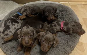 Zwergdackel Welpen suchen ein Zuhause 