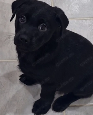 Labrador Mädchen   Welpe kann sofort ausziehen