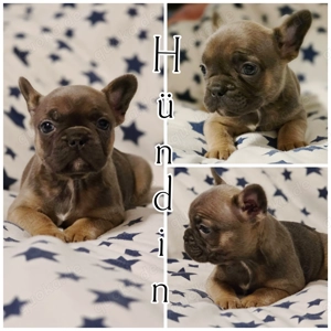 Französische Bulldoggen in Sonderfarben