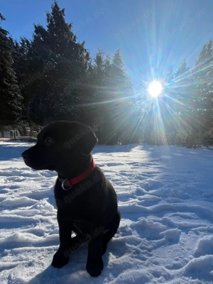 Labrador Mädchen   Welpe kann sofort ausziehen