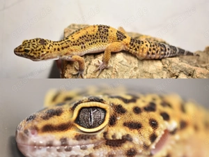 Leopardgecko Emerine Blood Black Night (F1)