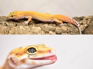 Leopardgecko Mandarin het Eclipse pos het TA 0.1