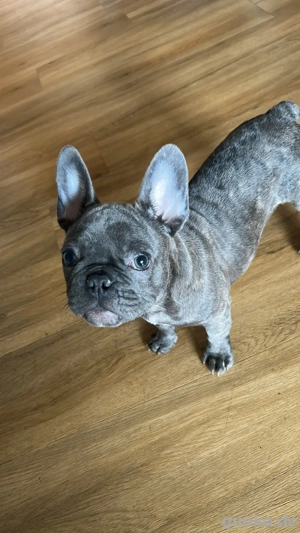 Französische Bulldogge