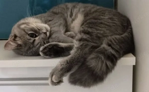 BKH Katze Prinzessin 